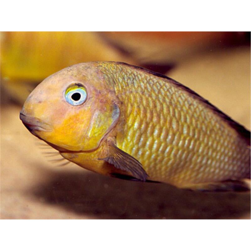 Tropheus brichardi namansi gold - imagine 4